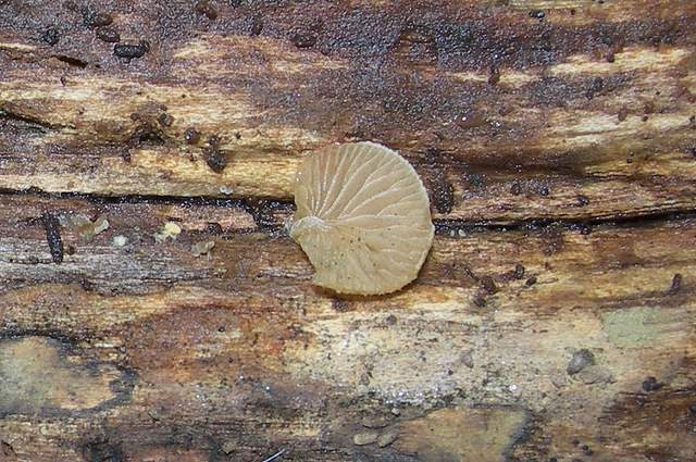 Nel  Regno  della  Jurana